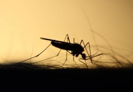 Quels sont les meilleurs pièges à mouches et moustiques ?