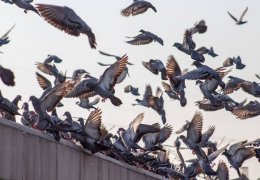 Comment se débarrasser des pigeons ?