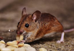 Comment se débarrasser des souris ?